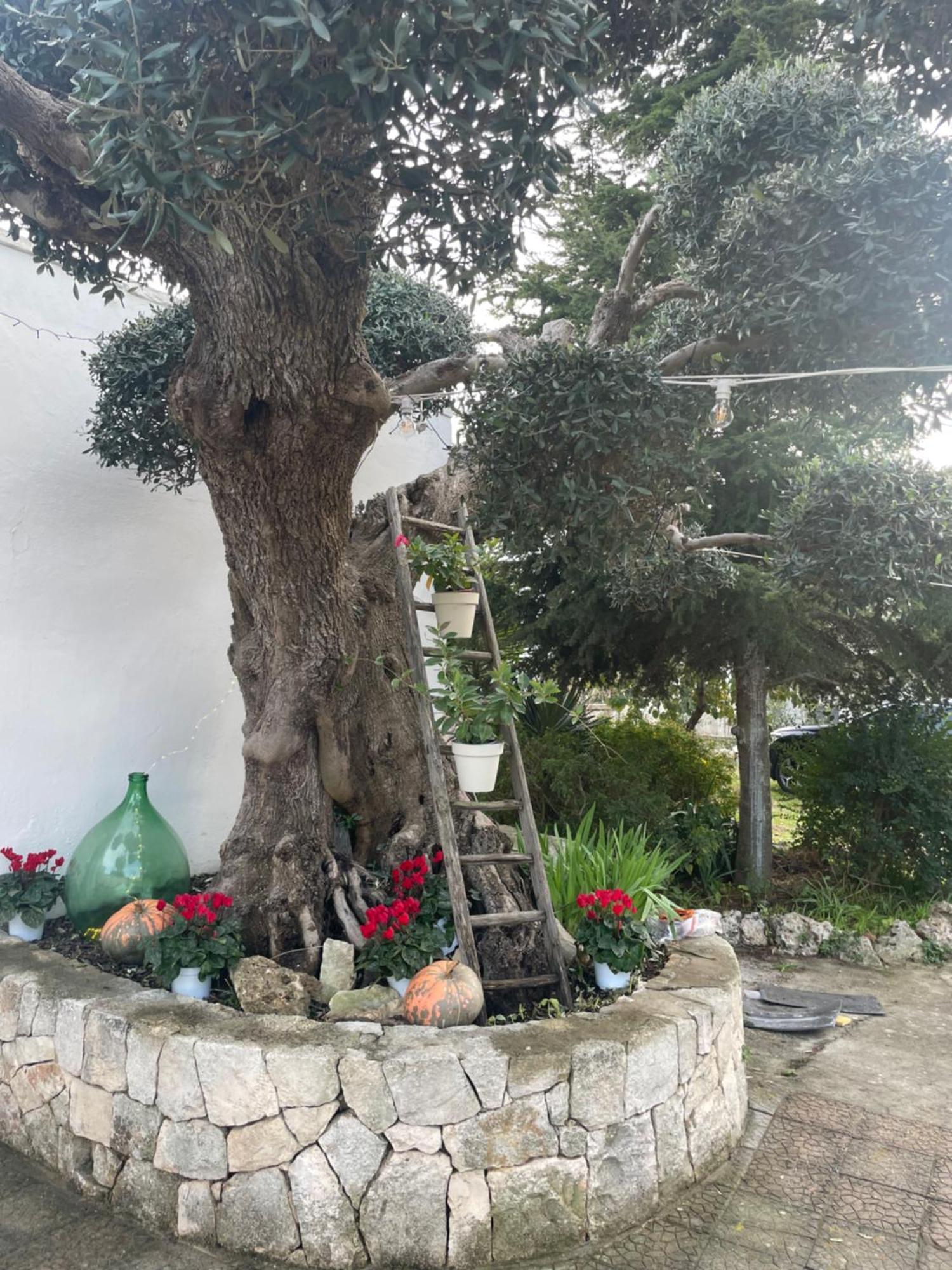הוילה אלברובלו Il Trullo Di Nonno Licchio מראה חיצוני תמונה